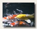 A giant golden koi. IMG_6752